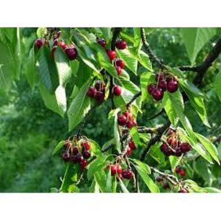 Online Orchards Dwarf Bing Cherry Tree Bare Root FTCH002