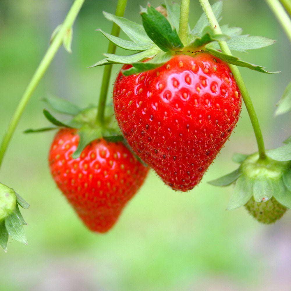 Everbearing Strawberry - USDA Organic