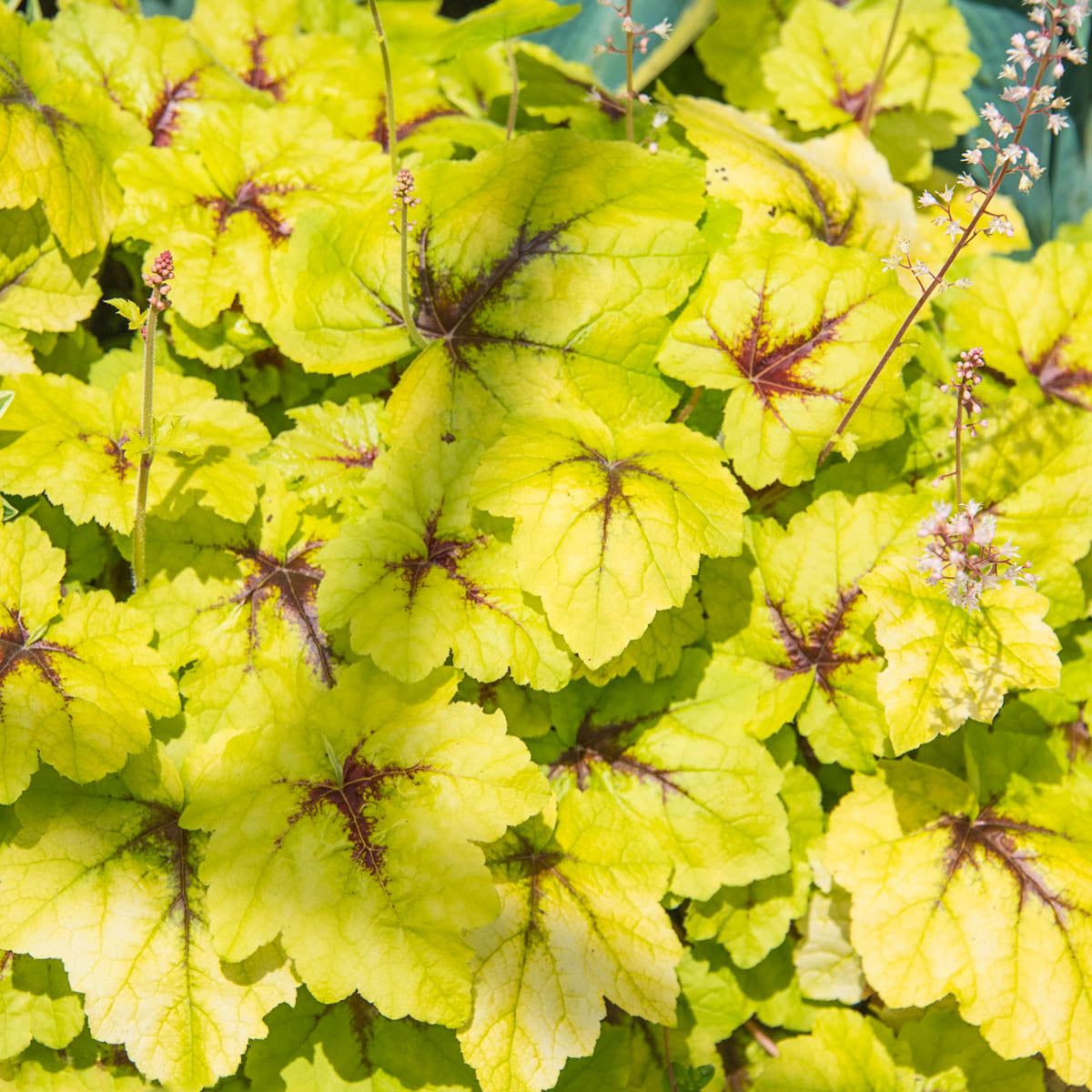 Catching Fire Heucherella Dormant Bare Root Perennial Starter Plant (1-Pack)