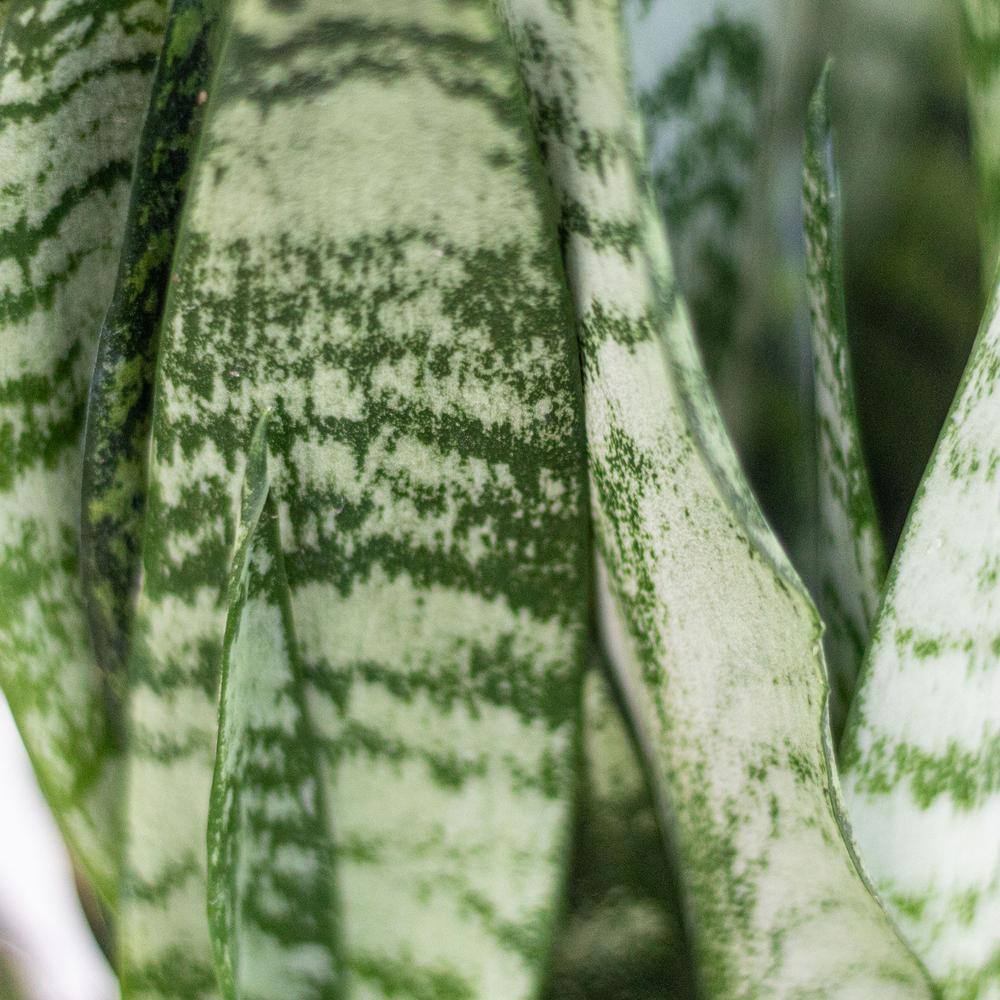 United Nursery Live Sansevieria Zeylanica Indoor Snake Plant Shipped in 6 in. Grower Pot 26455