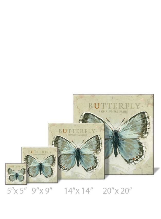 Sullivans Darren Gygi Chalkhill Blue Butterfly Canvas Museum Quality Giclee Print Gallery Wrapped Handcrafted In Usa