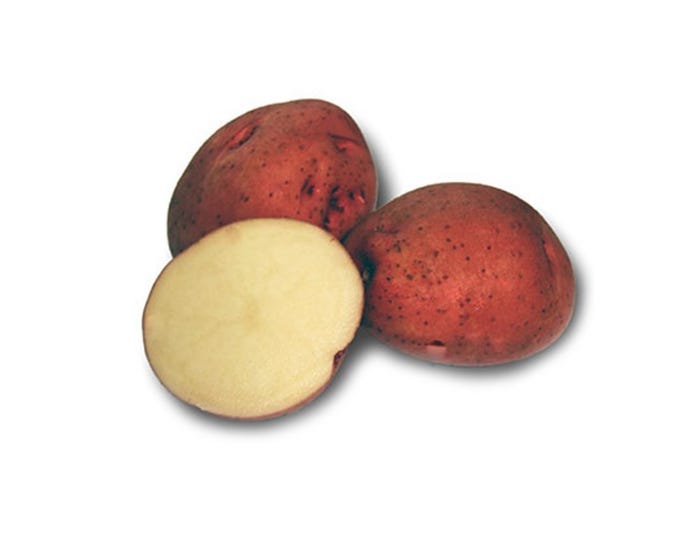 Red Pontiac Seed Potatoes