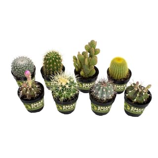 SMART PLANET 2.5 in. Cactus Collection Plant (8-Pack) 0880054