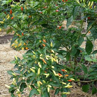 Bonnie Plants 19 oz. Tobasco Hot Pepper Plant 1003800769
