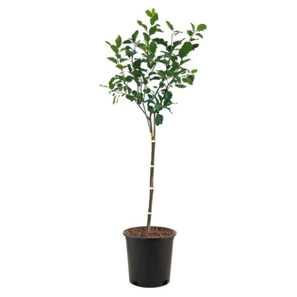 5 gal. Liberty Apple Tree APPLIB05GSL