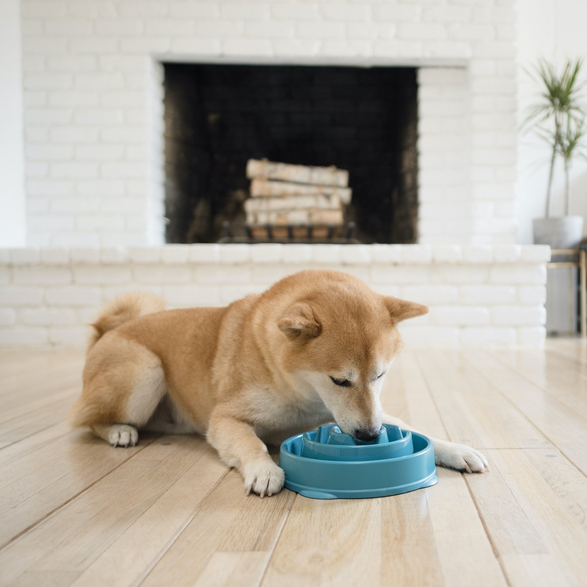 Outward Hound Non-Skid Plastic Slow Feeder Interactive Dog Bowl