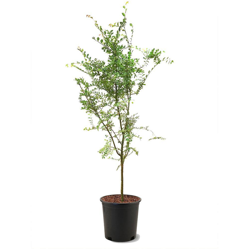 5 Gal. Drake Elm Deciduous Shade Tree ELMDRA05G