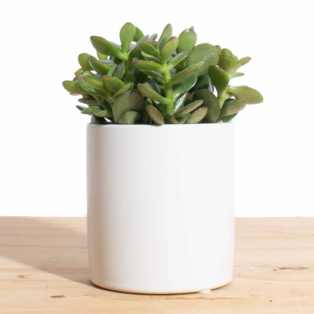 Shop Succulents Jade Succulent Ceramic White Cylinder Planter 1-WH-CYL-JADE-4