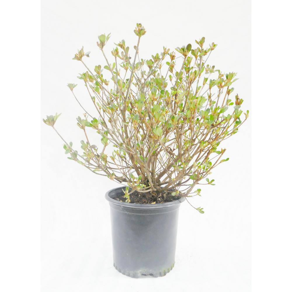 BELL NURSERY 1 Gal. Tradition Azalea Live Flowering Evergreen Shrub Pink Flowers AZLEA1TRA1PK
