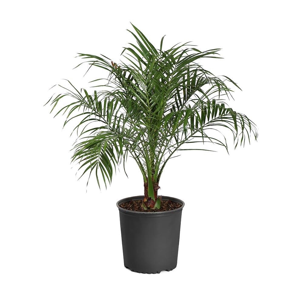 Pygmy Date Palm