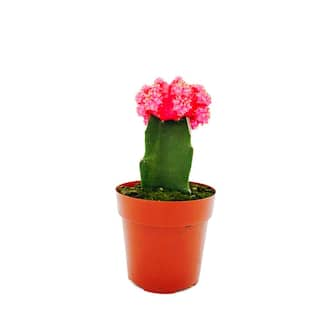 Vigoro 2.5 in. Grafted Moon Cacti Plant Collection 79885