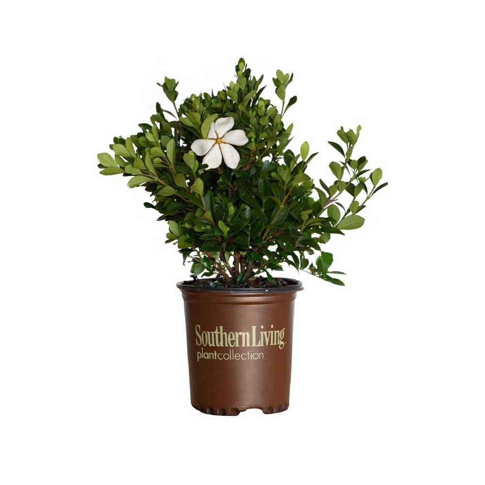 SOUTHERN LIVING 2.5 Qt. Scentamazing Gardenia - Live Evergreen Shrub with White Fragrant Blooms 2102Q