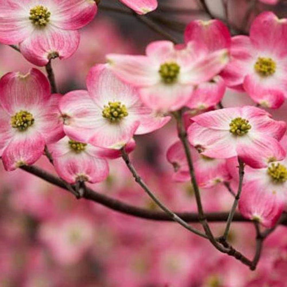 7 Gal. Cherokee Chief Dogwood Flowering Deciduous Tree with Pink Flowers DOGCHC07G