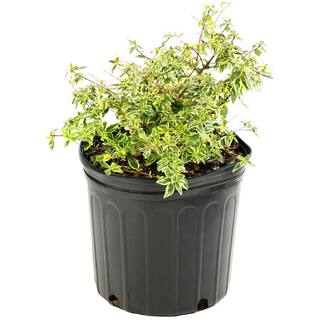 national PLANT NETWORK 2.25 Gal. Abelia Hopleys Flowering Shrub with Pink Blooms HD7131