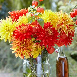 Vigoro Striped Vulcan Semi Cactus Dinnerplate Dahlia Flower Bulbs Bare Roots (Bag of 4) ECS-203-04-02