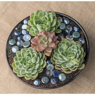 SMART PLANET 3.5 in. Echeveria Collection (9 PK) 0883240