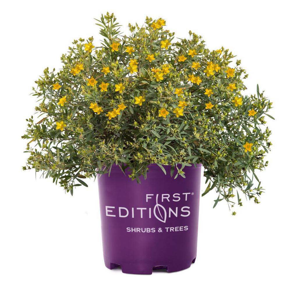 FIRST EDITIONS 2.0 Gal. Cobalt-n-Gold St. Johns Wort (Hypericum) Live Shrub Blue-Silver Foliage with Sunny Yellow Flowers O46532F