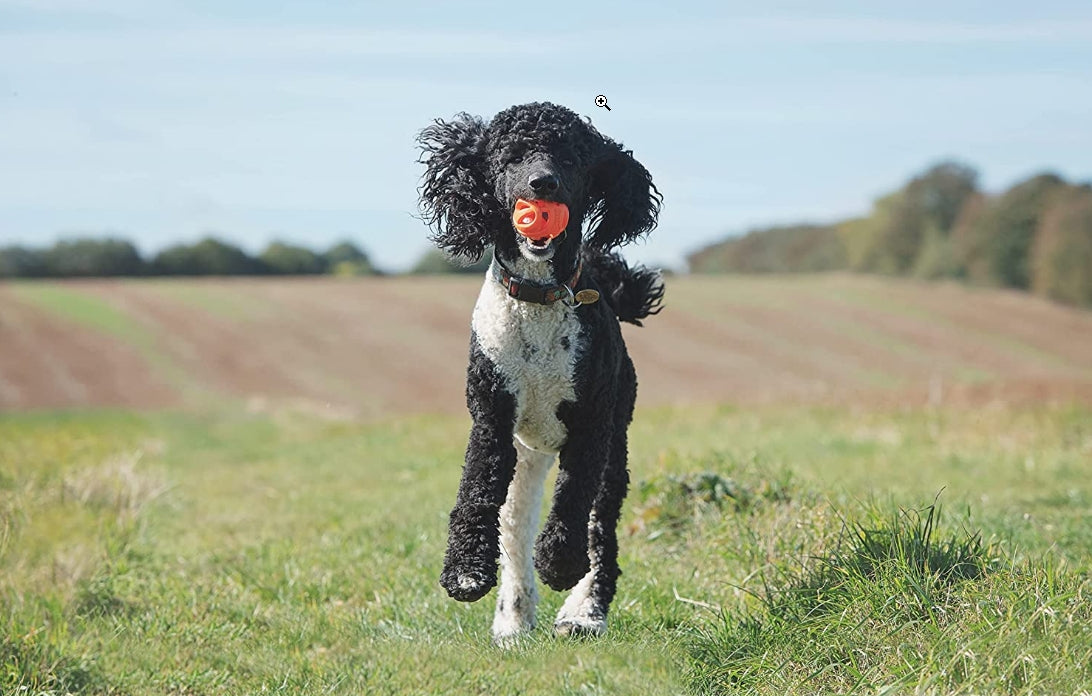 Chuckit! Breathe Right Fetch Ball Dog Toy， Extra Large