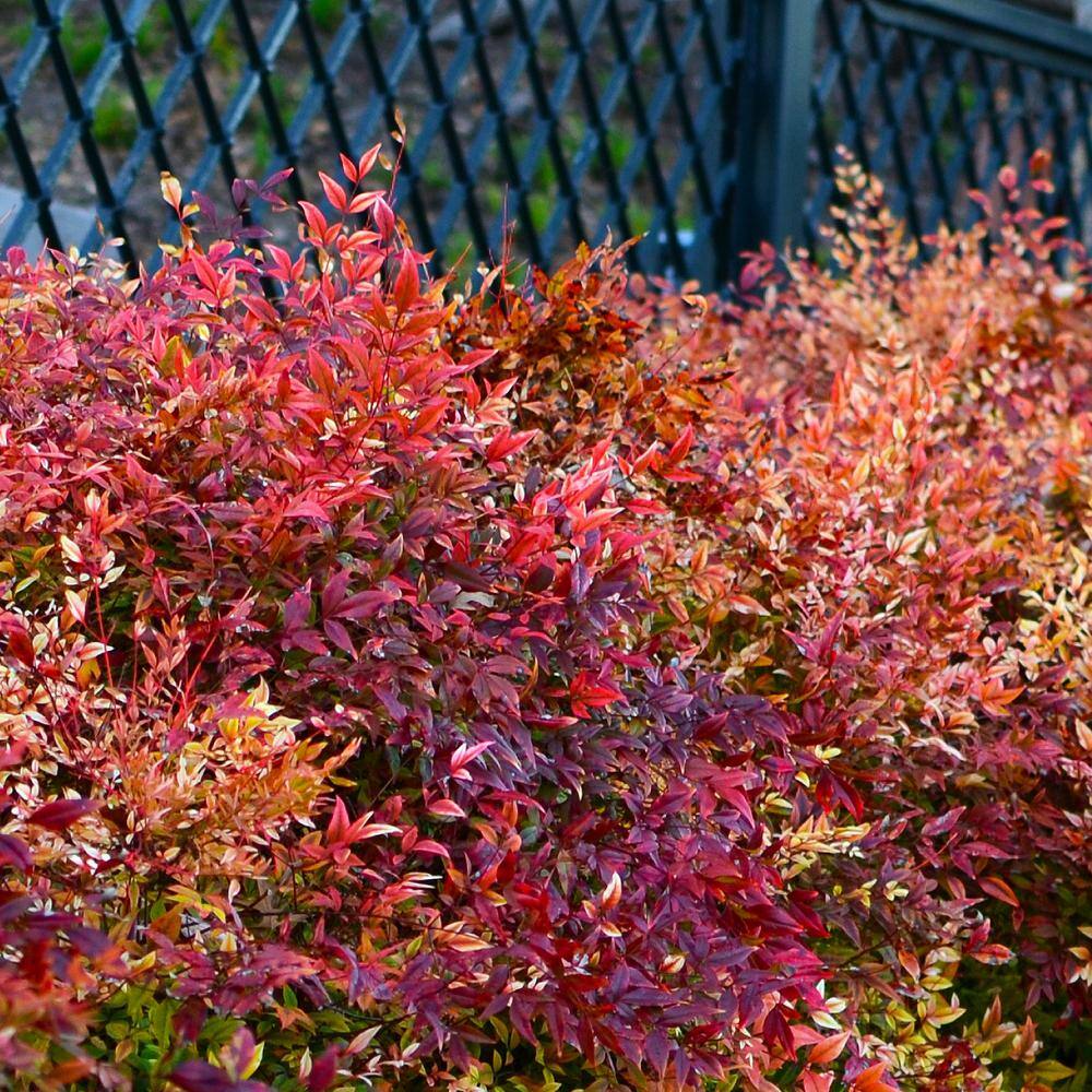 national PLANT NETWORK 2.5 qt. Nandina Gulf Stream Shrub HD1077