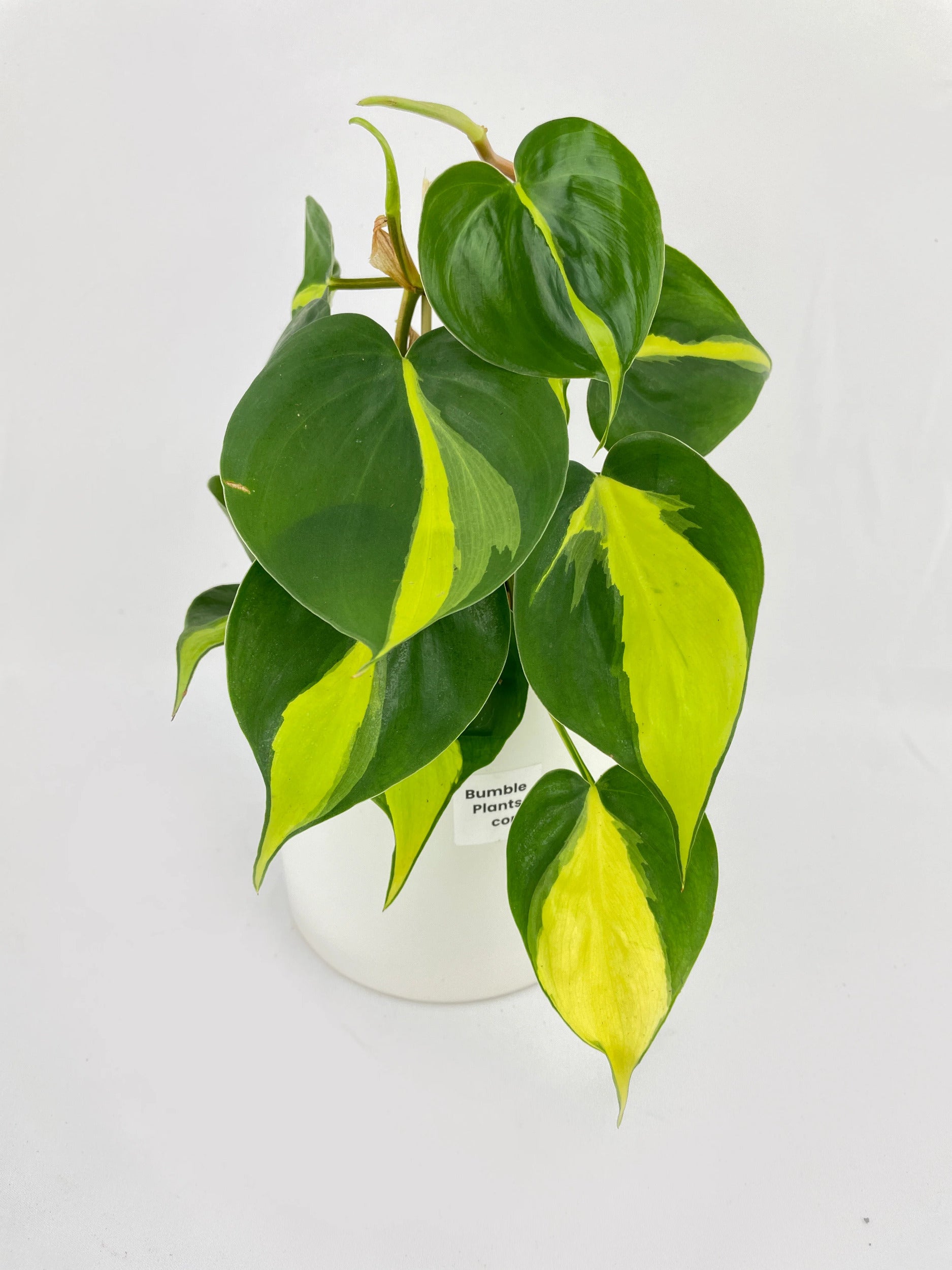 Philodendron Hederaceum Brasil