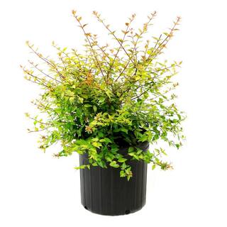 national PLANT NETWORK 3 Gal. Abelia Apple Perfection Shrub with White Flowers HD1673
