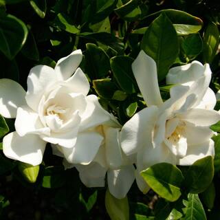 SOUTHERN LIVING 2.5 Qt. Jubilation Gardenia Live Evergreen Shrub White Fragrant Blooms 2096Q