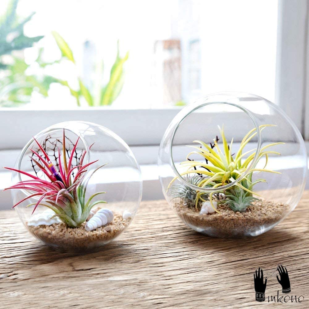 Plant Terrarium Display Glass Tabletop Succulent Air Plant Planter Globe Microlandschaft House