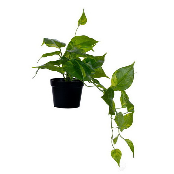 Vickerman 20 Green Potted Pothos Plant