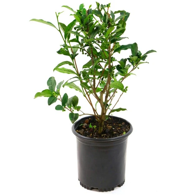 2.5qt Brew-tea-ful Plant - National Plant Network