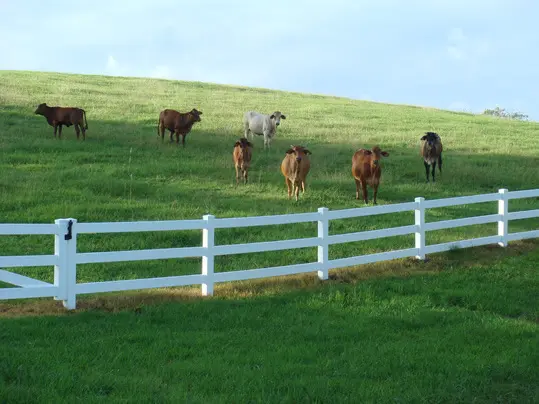 Factory Directly Supply Long Longevity Vinyl PVC Fencing Panels Horse Fence