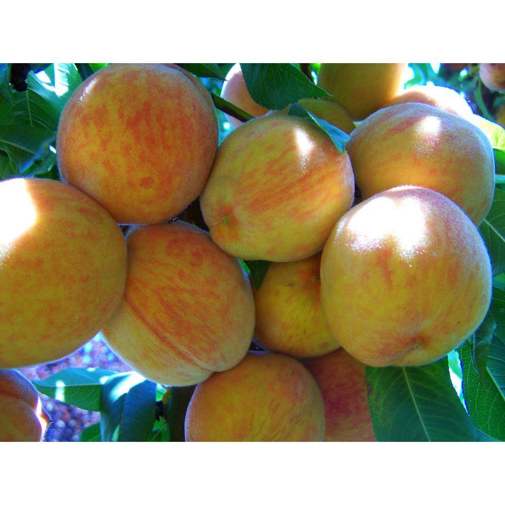 Online Orchards Suncrest Peach Tree Bare Root FTPE004