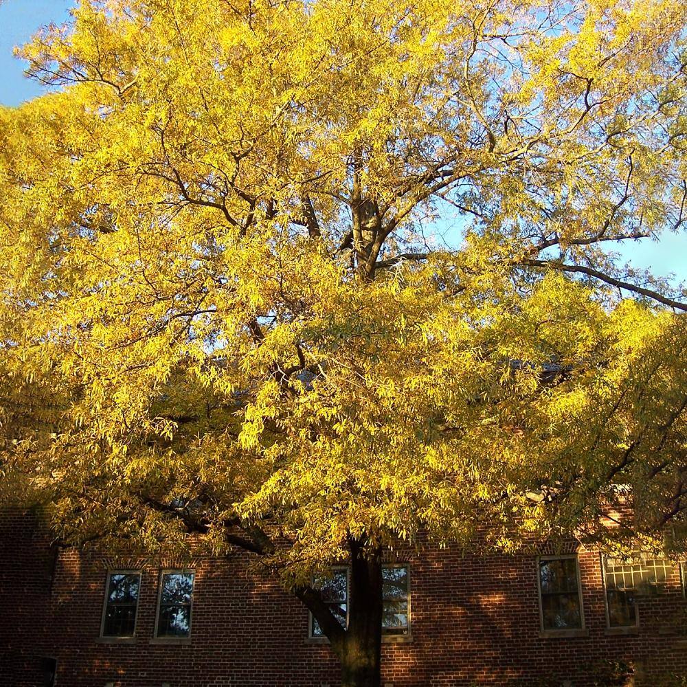 1 Gal. Willow Deciduous Oak Tree OAKWIL01G