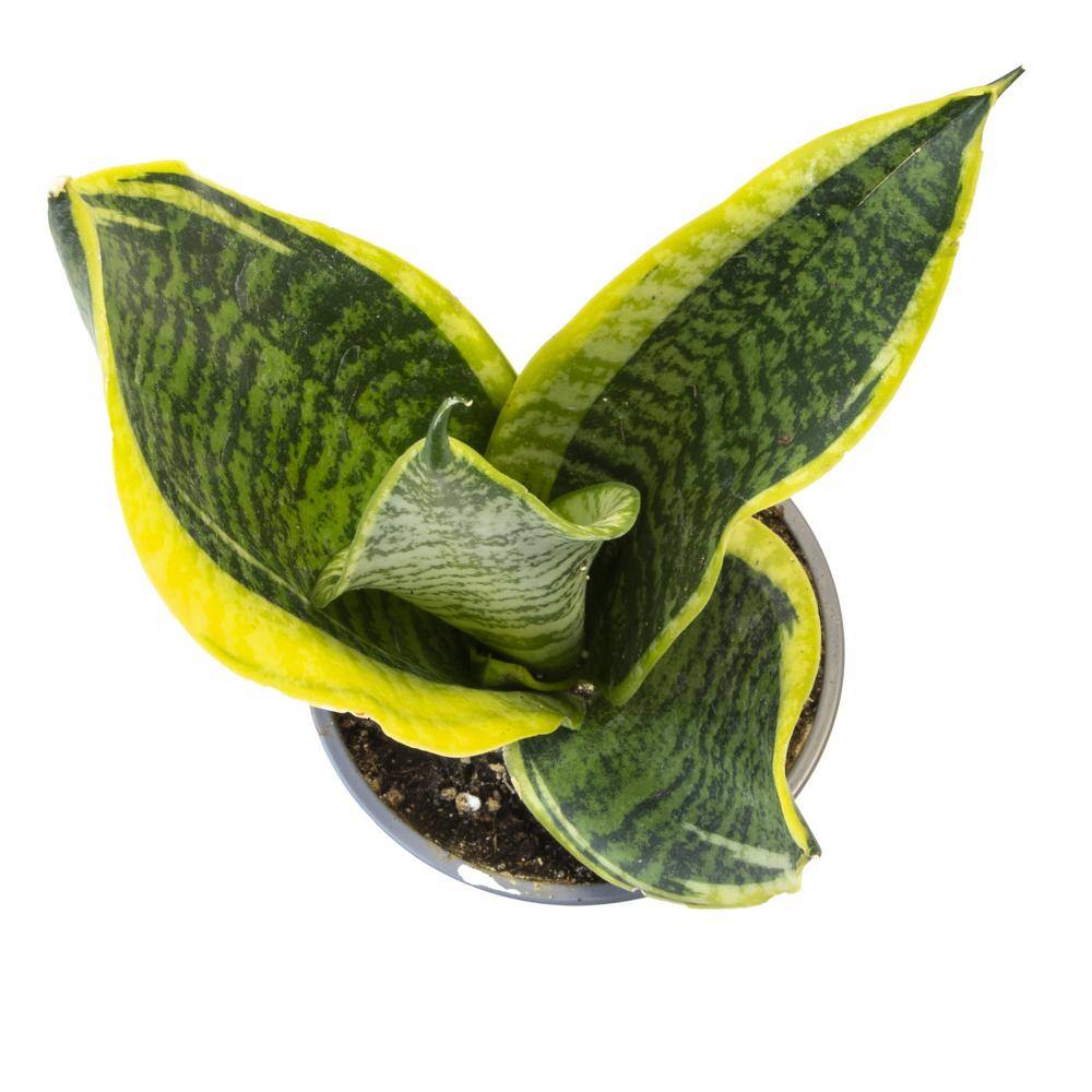 SMART PLANET Green and Yellow Variegated Live Snake Plant (Sansevieria Superba) Air Purifying Houseplant in 4.25 in. Grower Pot 0880030