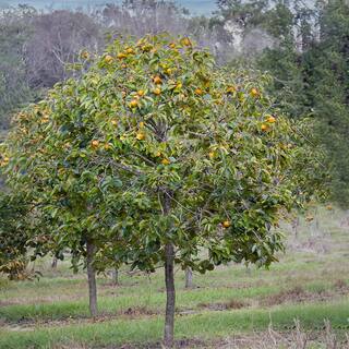 5 Gal. Fuyu Jiro Persimmon Tree PERJIR05G