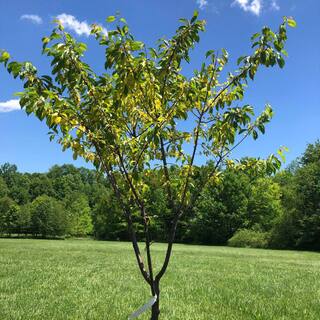 7 Gal. Methley Plum Tree PLUMET07G