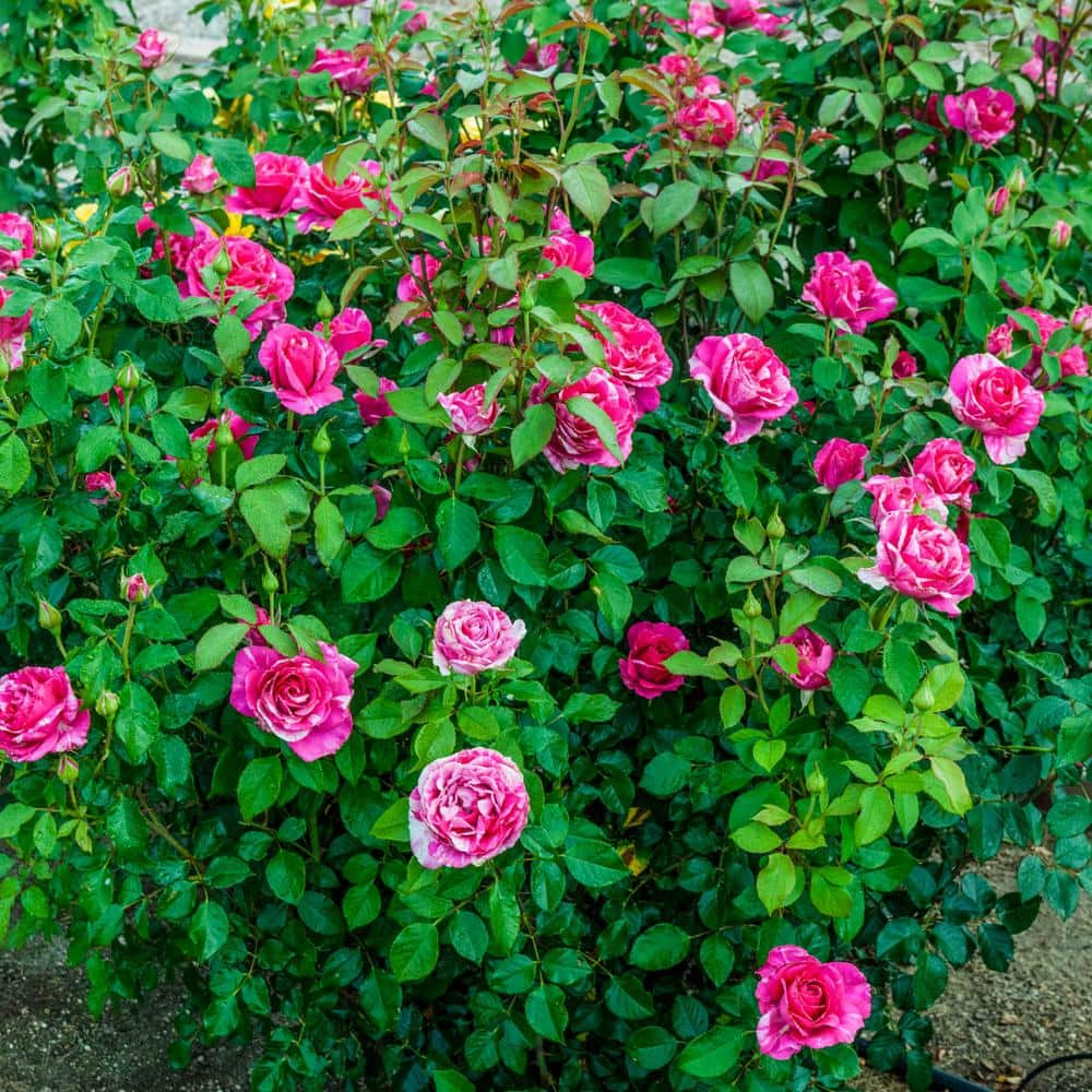 Spring Hill Nurseries Parade Day Grandiflora Rose Dormant Bare Root Plant with Pink and White Color Flowers (1-Pack) 86305