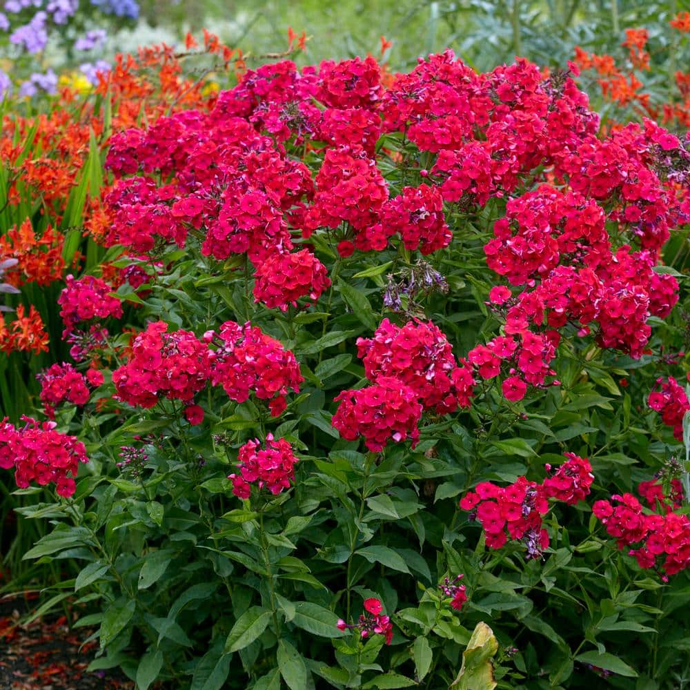 VAN ZYVERDEN Tall Phlox Red Riding Hood (Set of 5 Roots) 83860