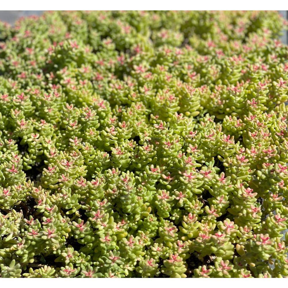 Cesicia 5 Stonecrop Sedum Plants in 5 Separate in. Pots (5-Pack) W-FXO-95