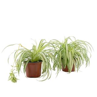 national PLANT NETWORK Spider Plant (Chrlophytum) in 6 in. Grower Containers (2-Plants) HD7740