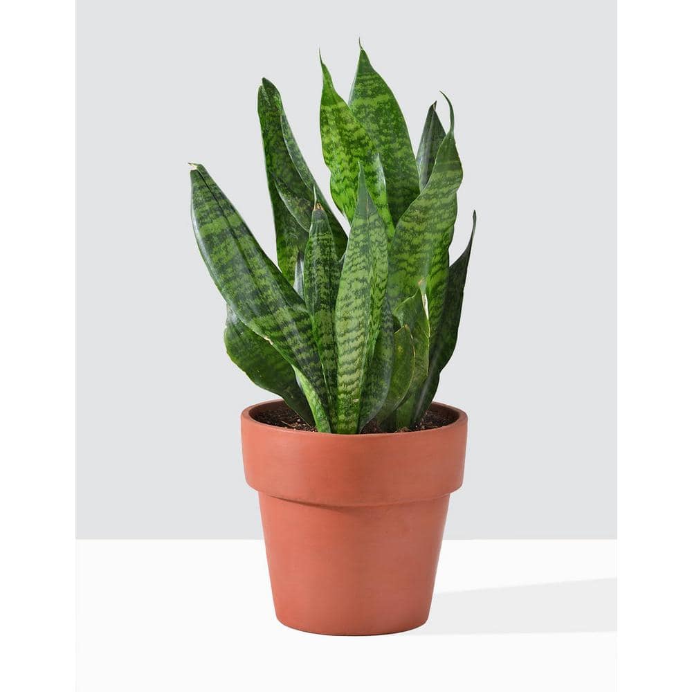 Wekiva Foliage Futura Snake Plant - Live Plant in a 4 in. Pot - Sansevieria Superba - Beautiful and Elegant Easy Care Houseplants FuturaSnakePlant4