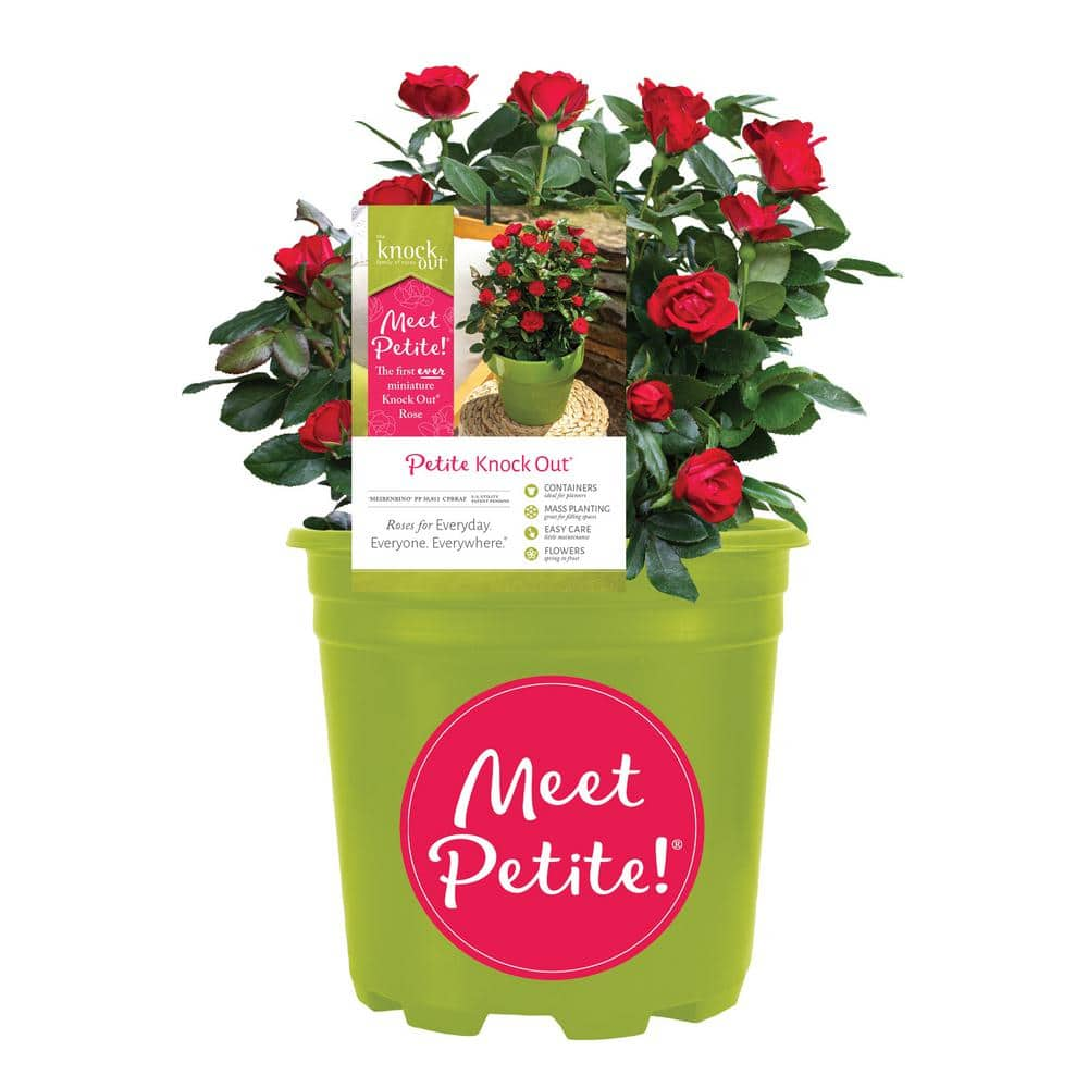 KNOCK OUT 1.5 Gal. Petite Knock Out Rose Bush with Red Flowers 13417