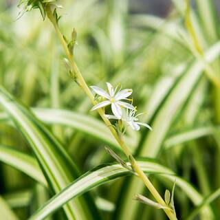 Spider Plant 6 in. Pot (2-Pack) THD100007