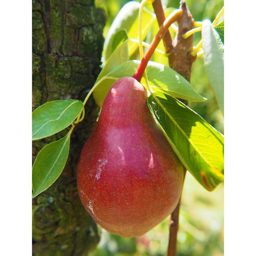 Online Orchards Dwarf Summercrisp Pear Tree - Cold Hardy Juicy and Crisp Red Pears (Bare-Root 3 ft. to 4 ft. Tall 2-Years Old) FTPR004