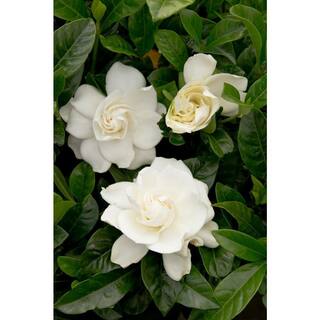 2.25 Gal. August Beauty Gardenia Shrub with Double White Flowers 14123