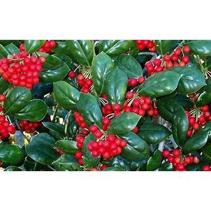3 Gal. Burfordi Dwarf Holly Evergreen Tree HOLBUR03GD