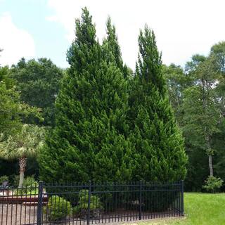 national PLANT NETWORK 2.5 qt. Cypress Leyland Shrub HD1100