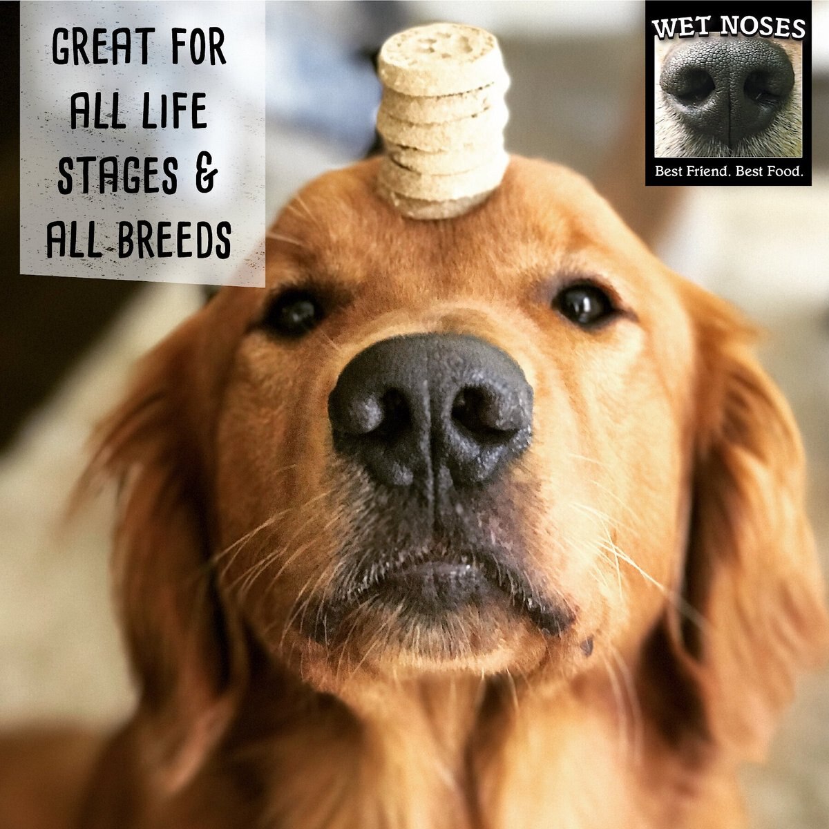 Wet Noses Grain-Free Peanut Butter and Molasses Flavor Dog Treats