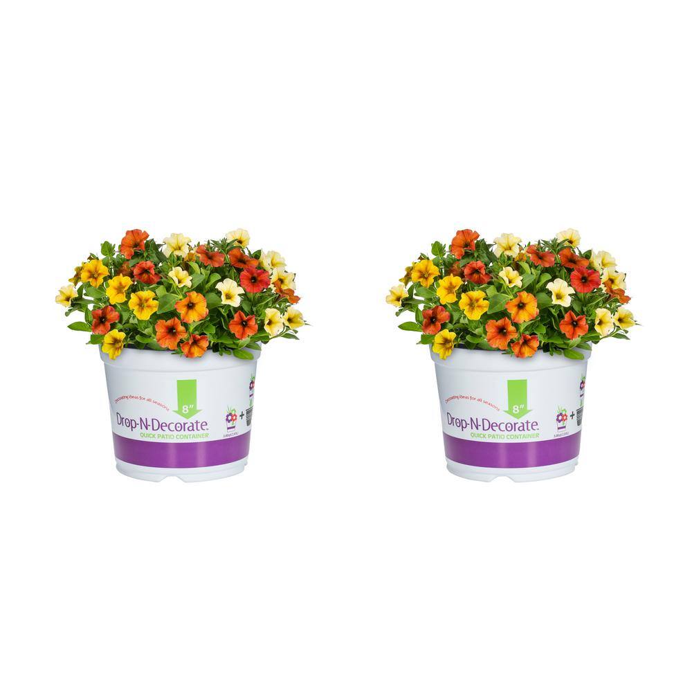 METROLINA GREENHOUSES 3 Qt. Drop N Decorate Petchoa Bonfire Mix Annual Plant (2-Pack) 4287