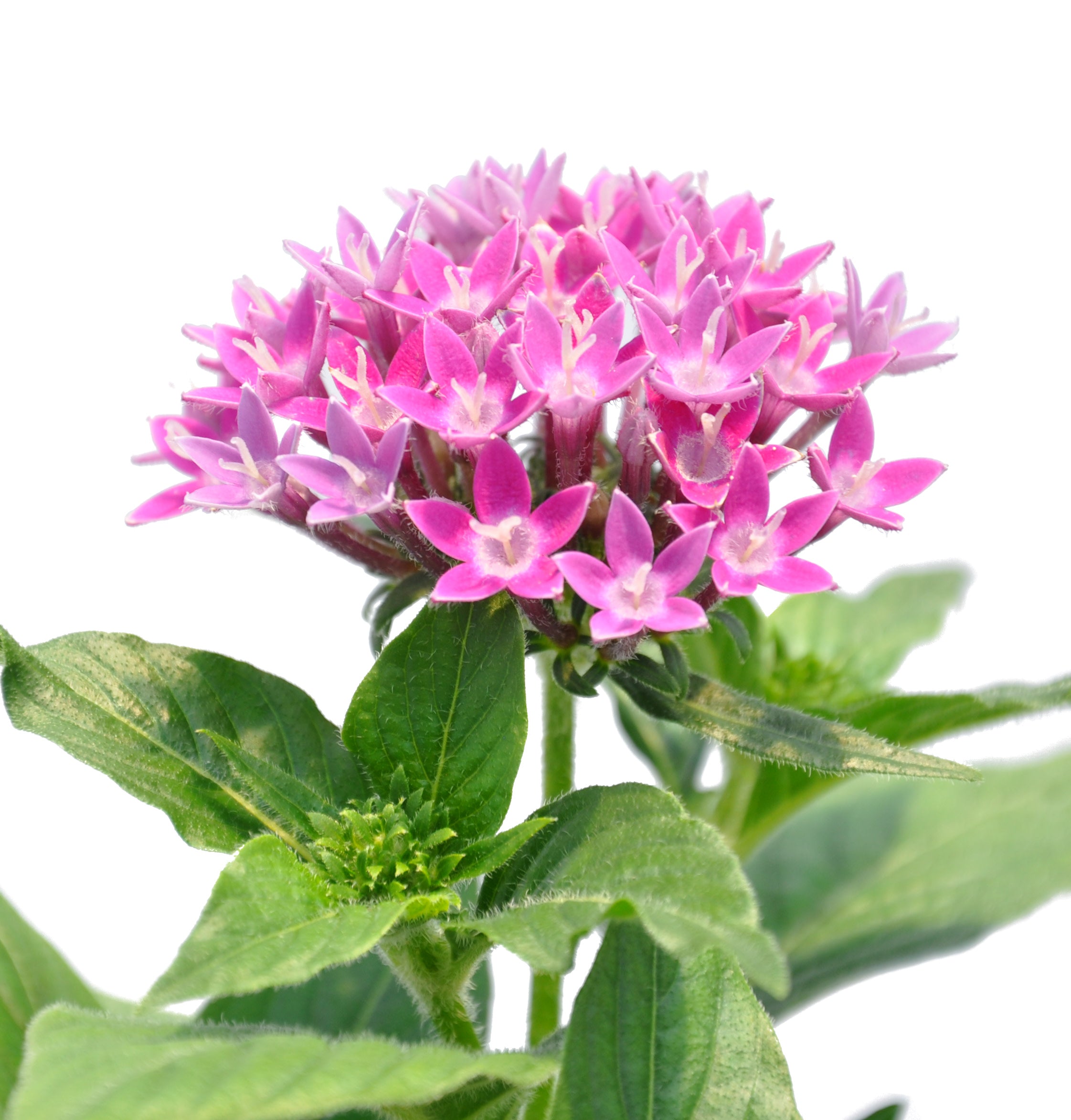 Costa Farms  Live Outdoor 11in. Tall Pink Pentas; Full Sun Outdoors Plant in 4.5in. Grower Pot， 4-Pack