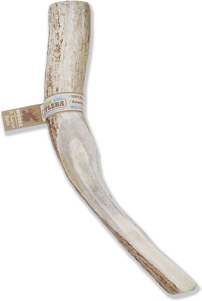 Prairie Dog Split Moose Antler Dog Chews， 9.5 - 10.5 inch